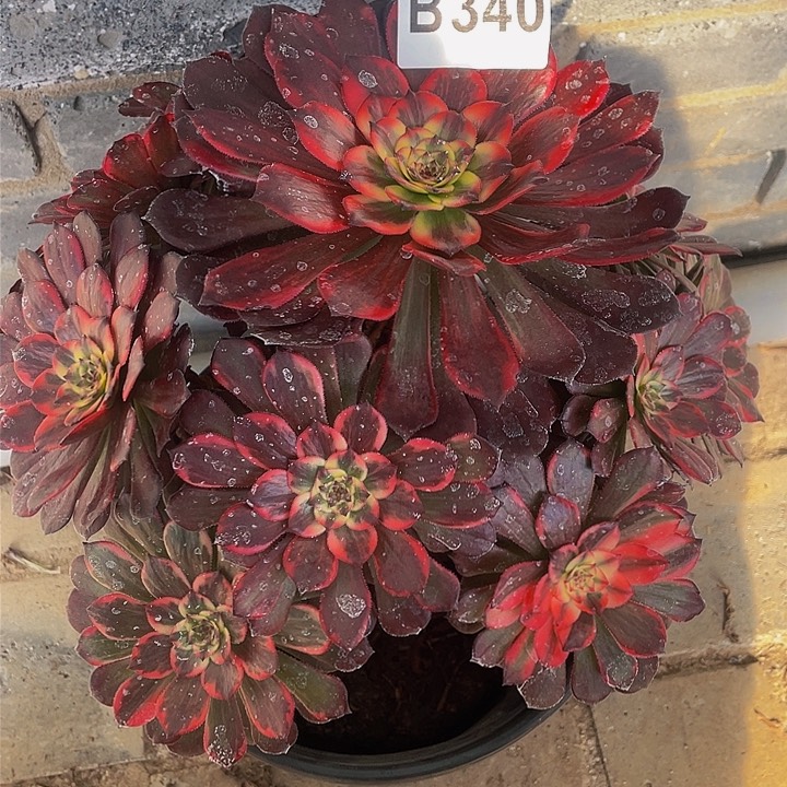 多肉法师340号烟花不包损