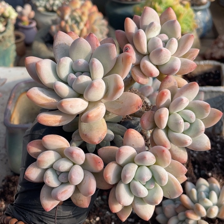 多肉植物多肉植物