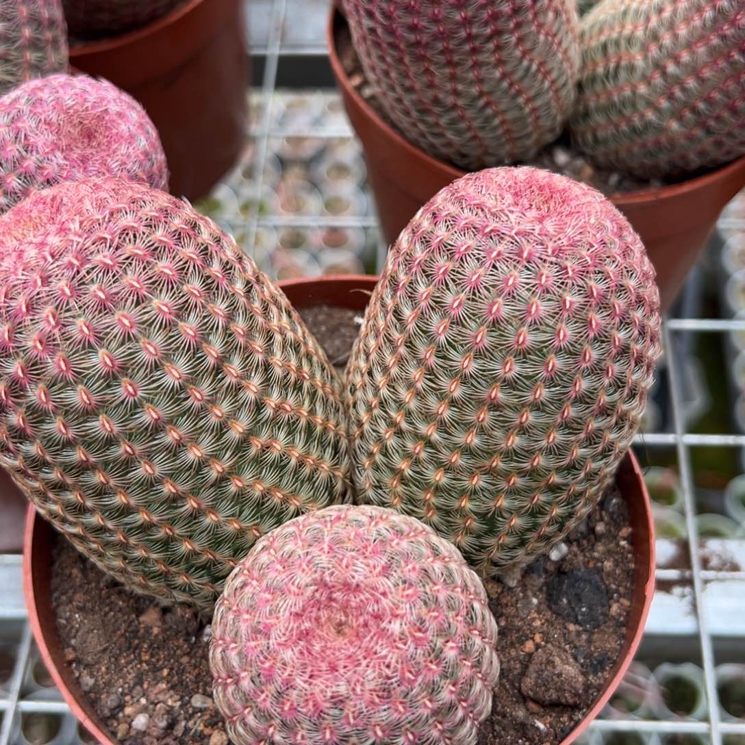 彩***0零零落落 零零落落 