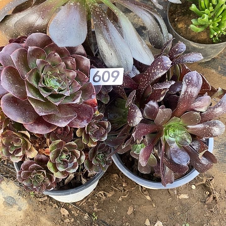 三科多肉特价不包断609
