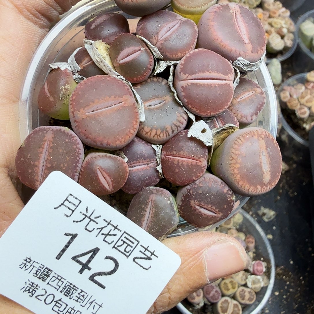 是一个充满生机盎然朝气勃勃142哈哈