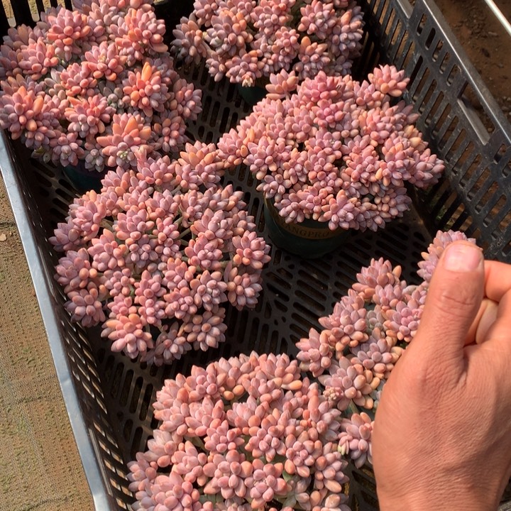 全粉透星戴露多肉植物