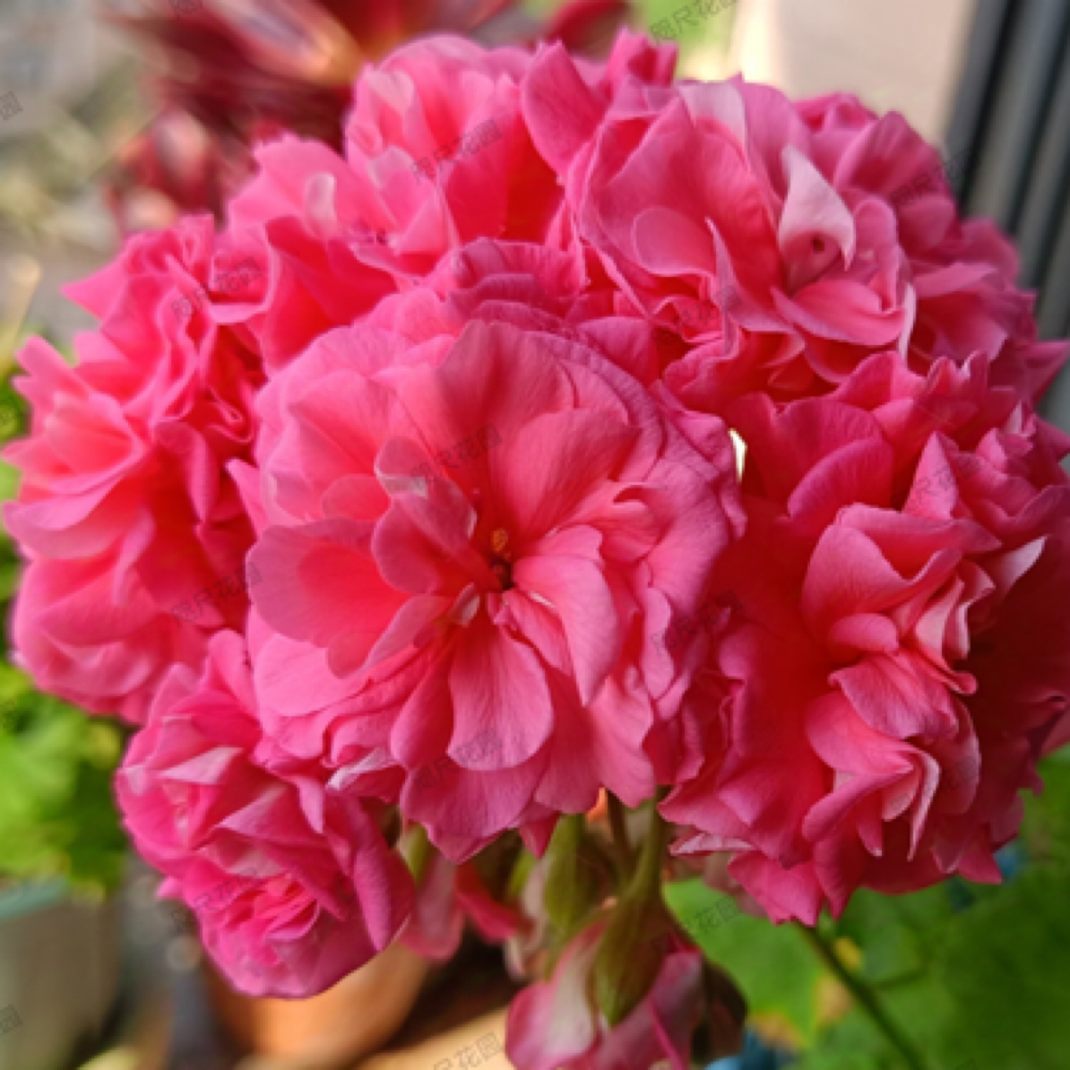 【劳拉·安德烈】130杯兽系重瓣天竺葵