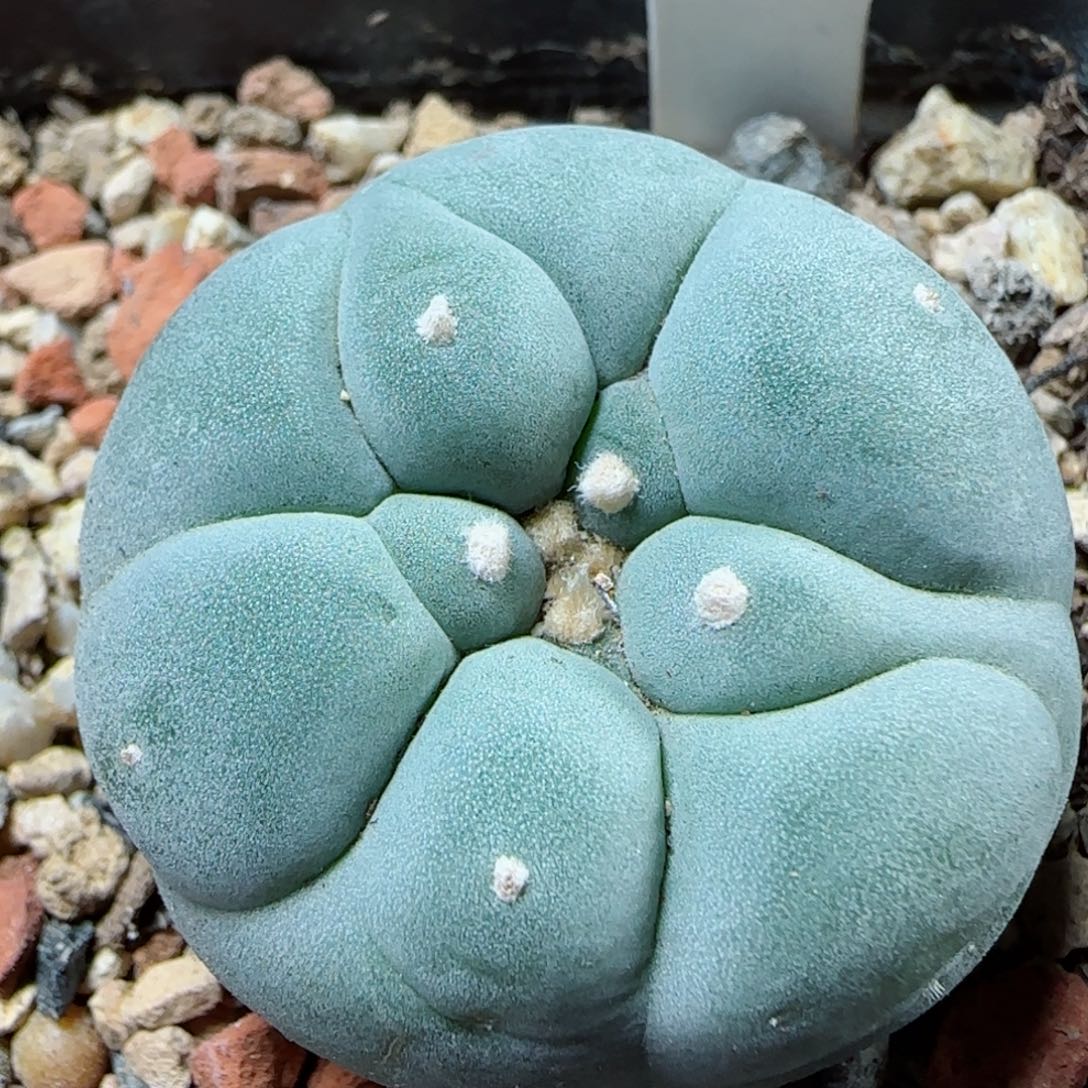 A175实生草球多肉