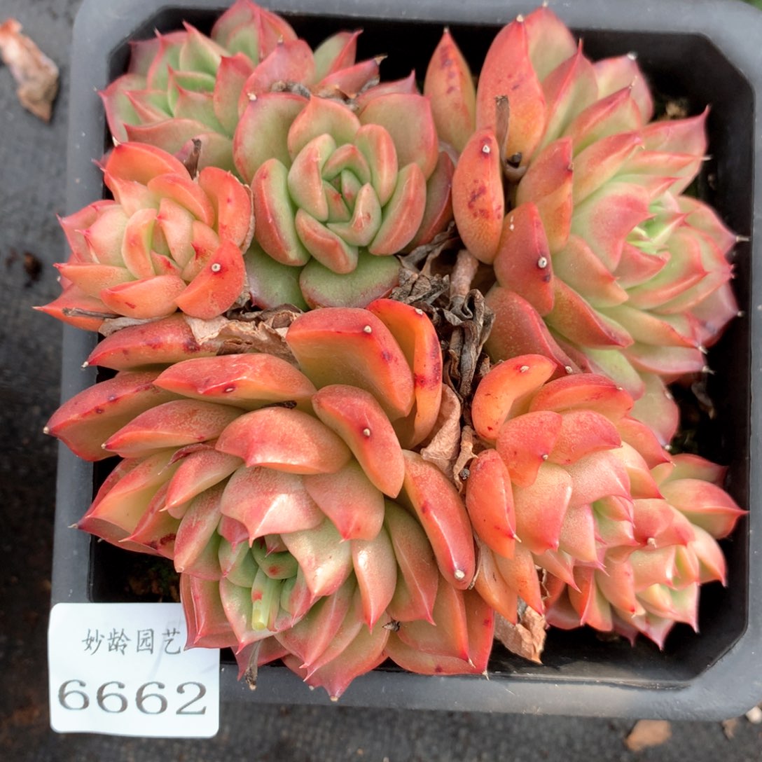 6662不包整散掉头