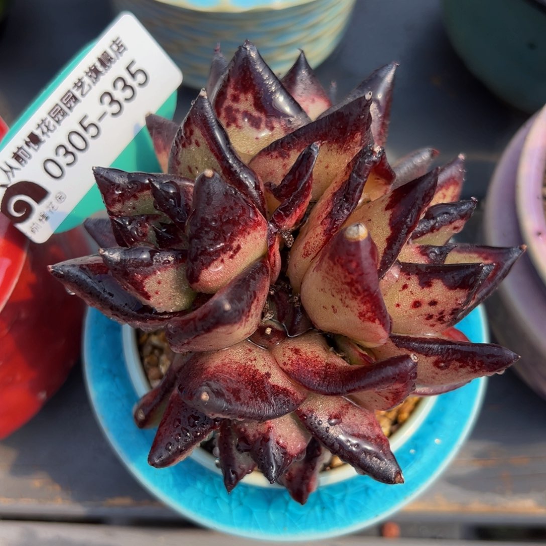 从前慢多肉精选编号0305.335