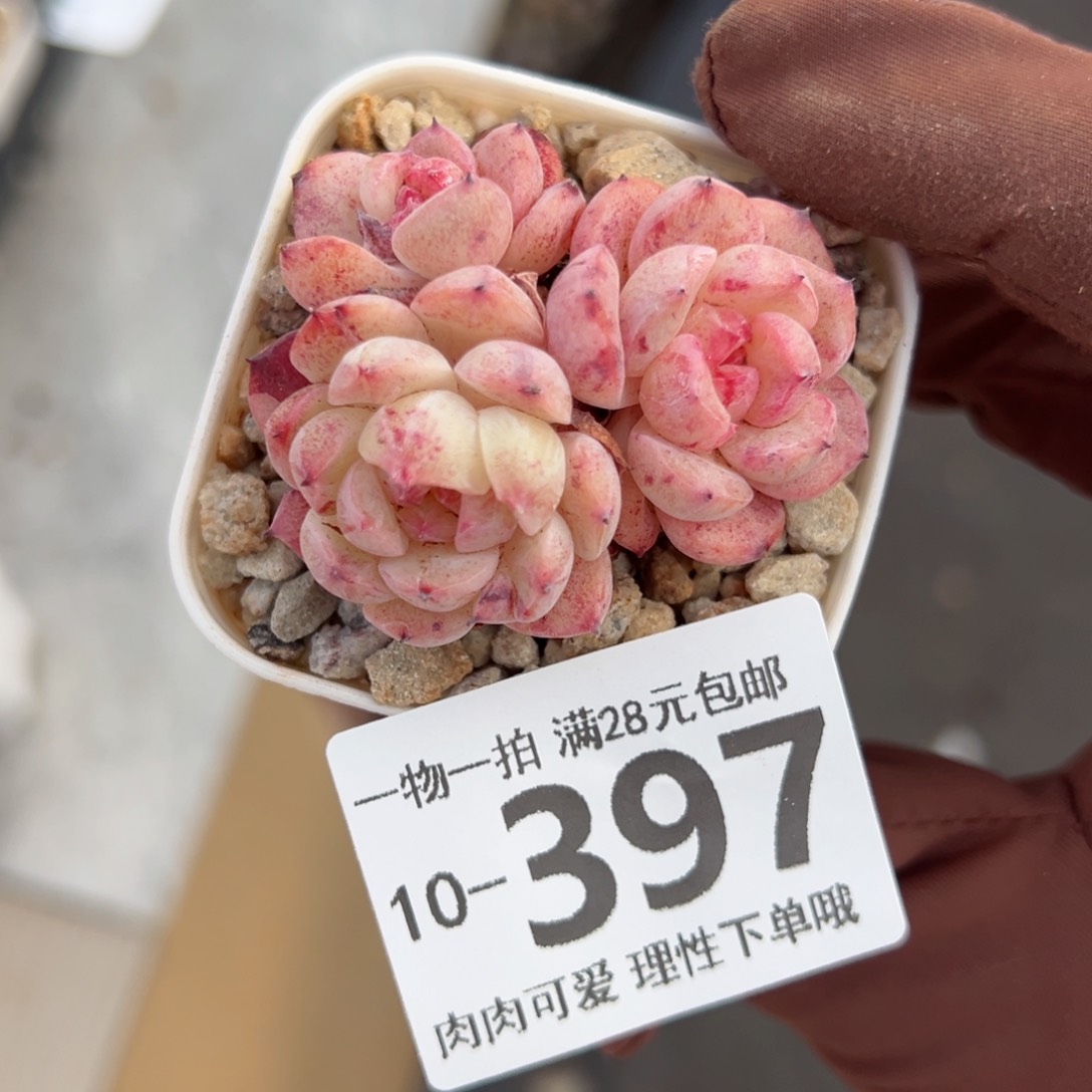 甜心珍妮多肉多肉多肉