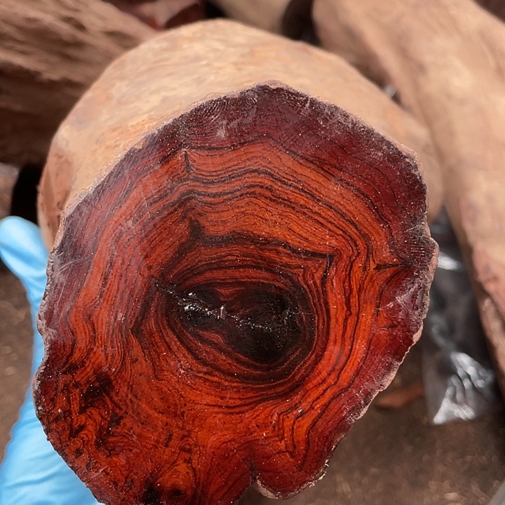 其他黄花梨/降香黄檀