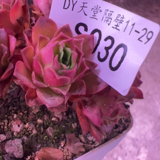 小***0三碗030 九天骄龙侧芽福利