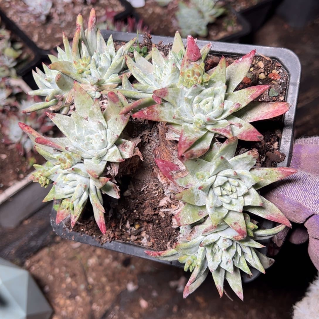 2398白雪多肉哈哈哈哈哈哈哈