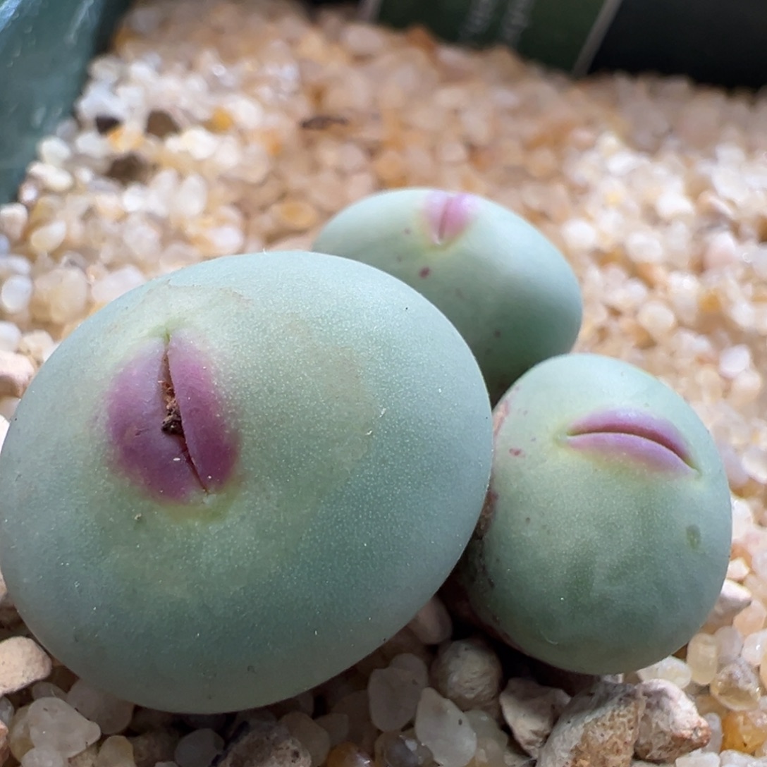 663。优选PV1014大型SUB红嘴