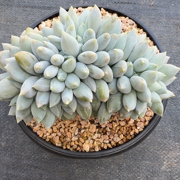 清***心多肉植物哥特萝莉