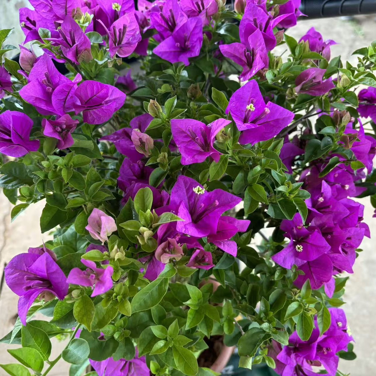 云南紫，护心土球发货，鲜活植物运输途中落花落叶属于正常现象