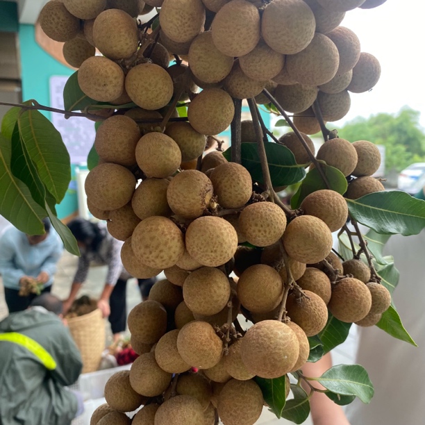 【川渝外】清江-桂圆5斤装