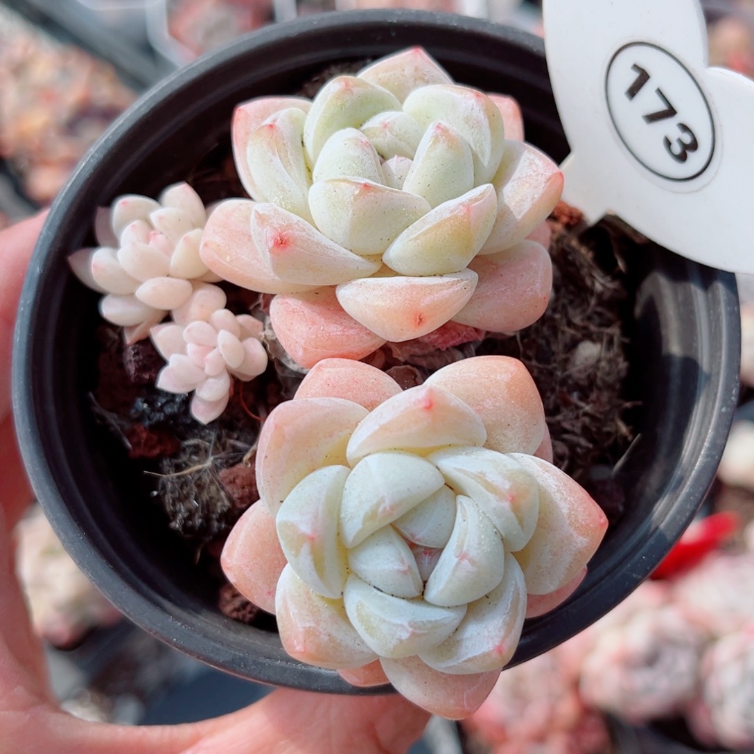 173号小老桩冰玉群