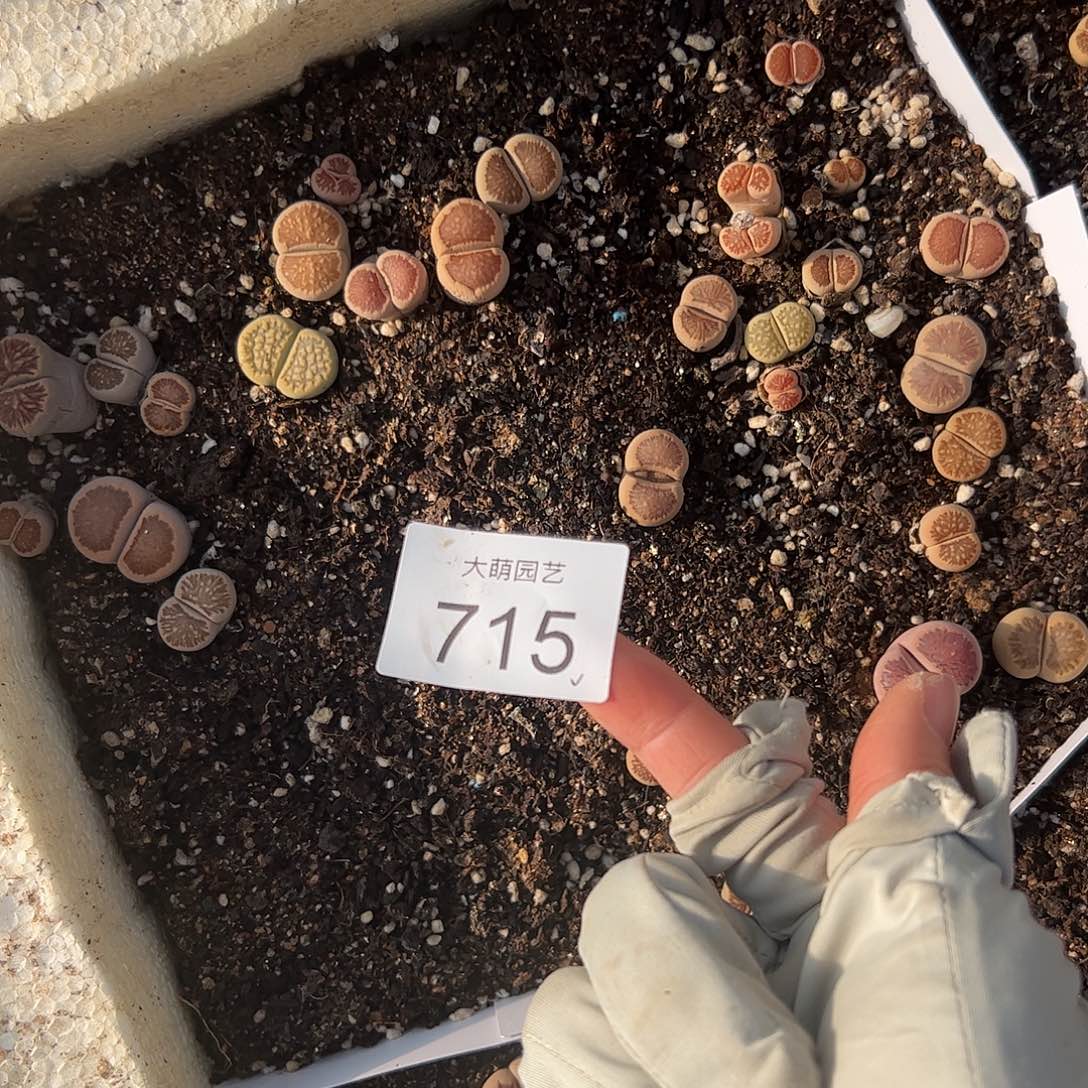 一物一拍   脱土发715