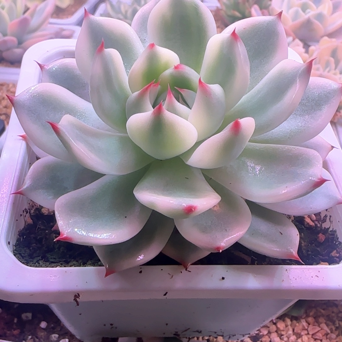 吉娃娃锦2 多肉植物