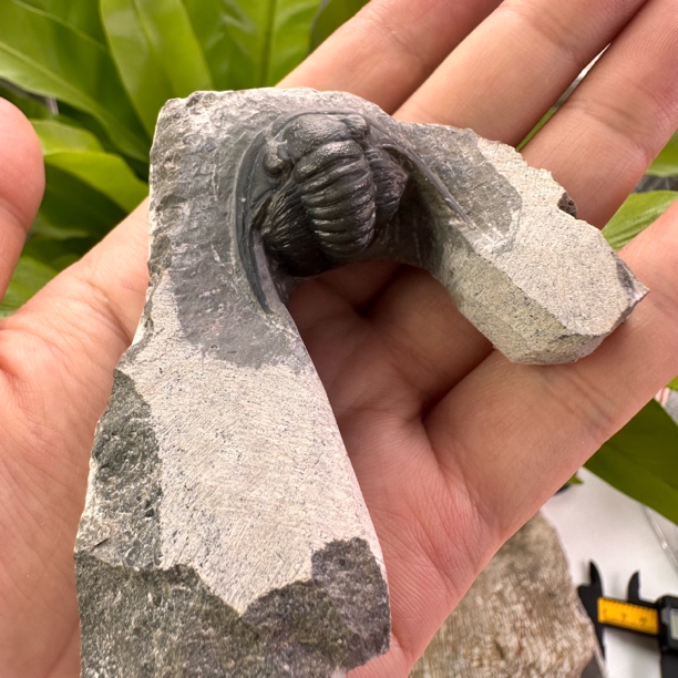 精美摆件创意礼物家居配饰新年礼物个人收藏