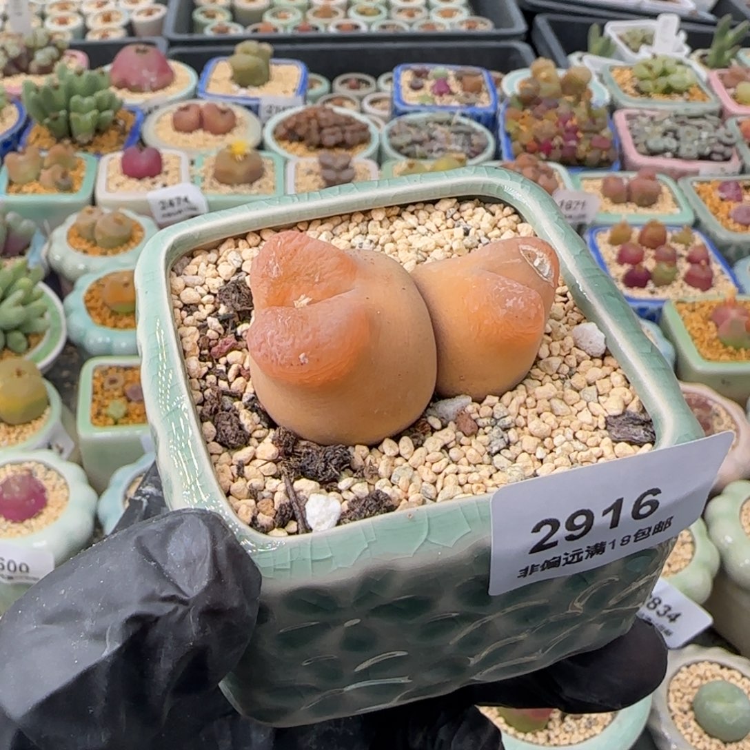 1***e2916-一物一拍 带盆