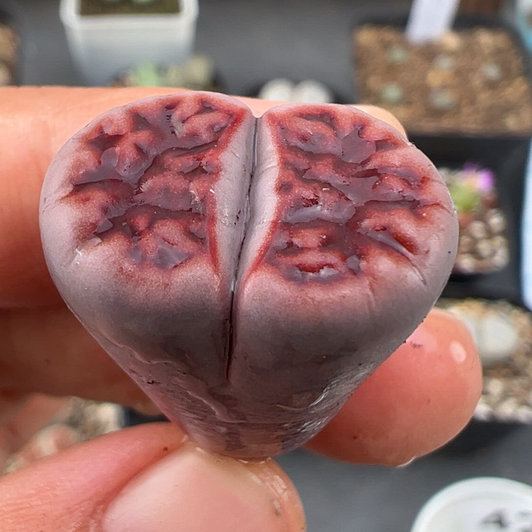 11.14好看的多肉脱土发货419高腿