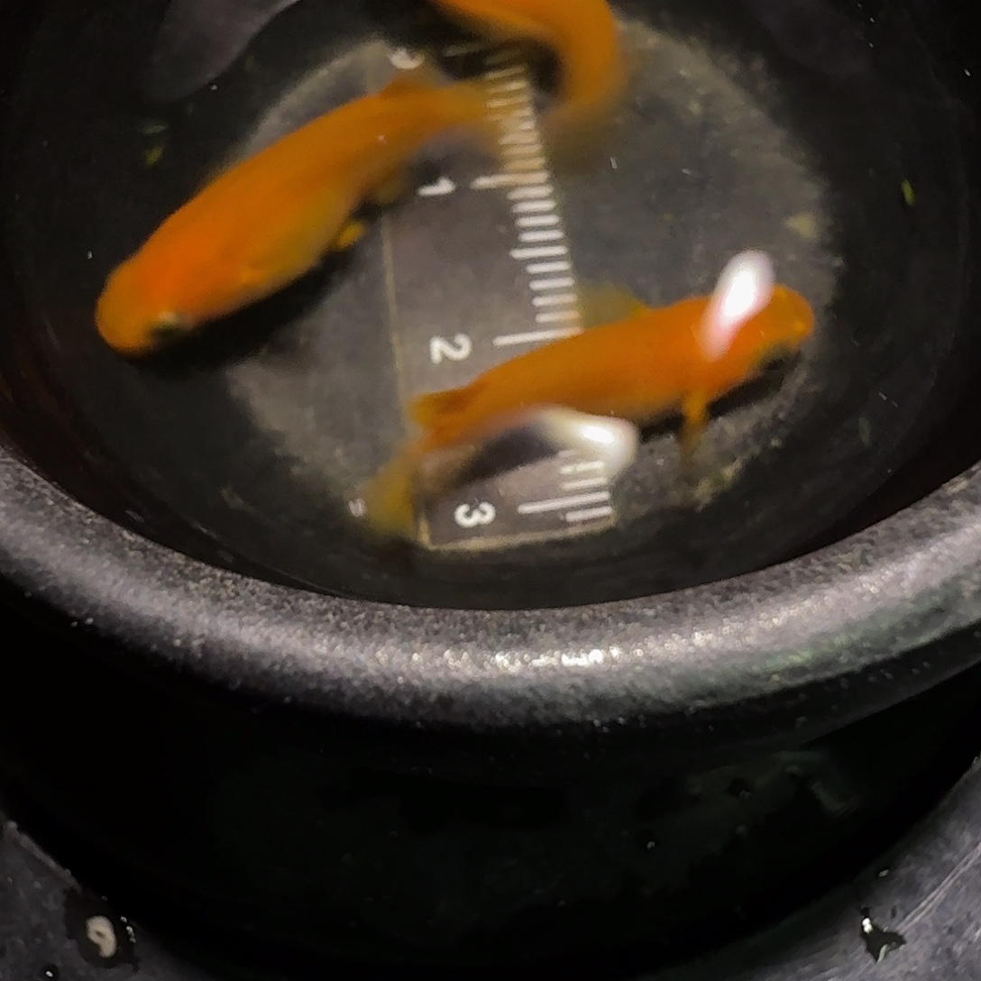 青鳉鱼一物一拍317