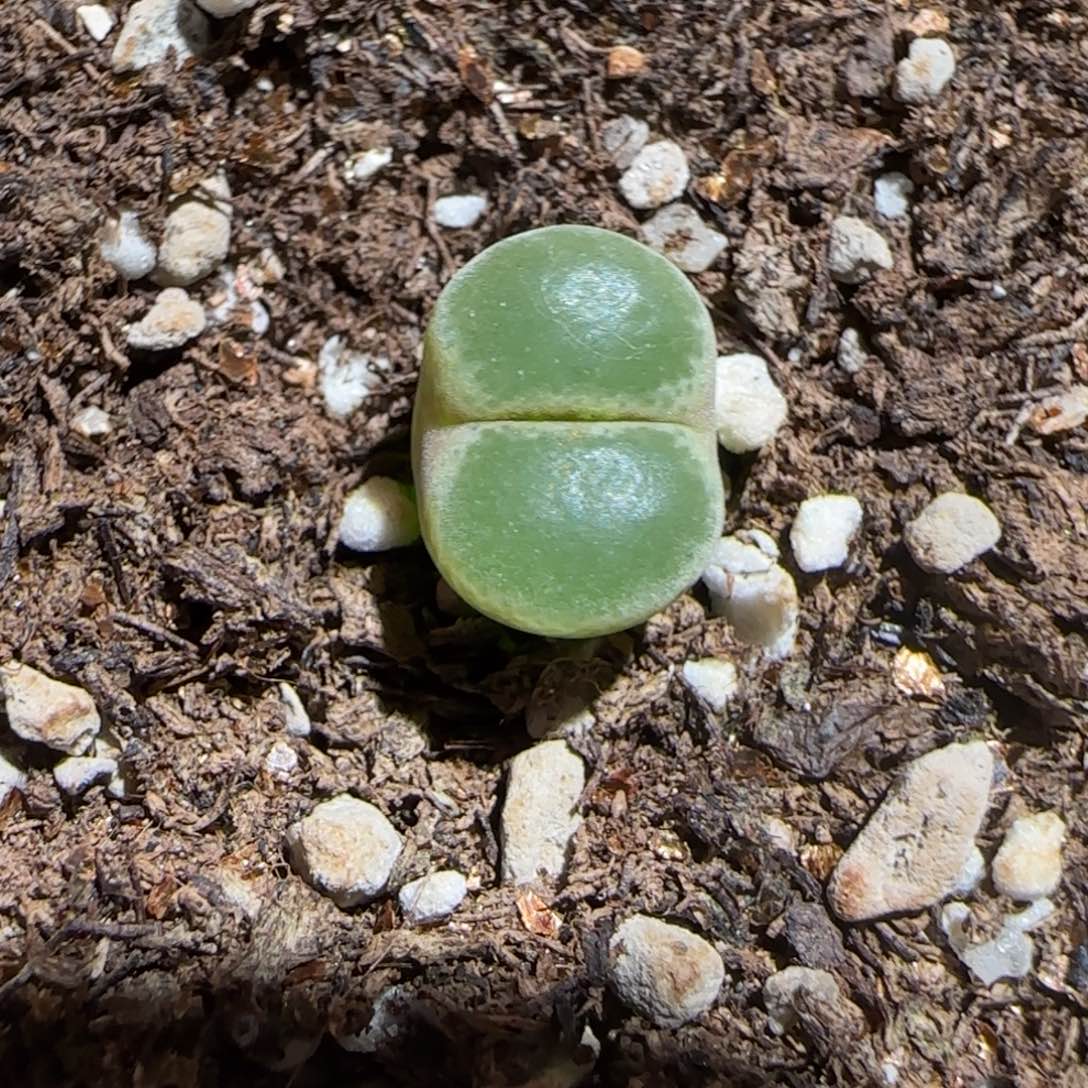 肉锥多肉植物组合-绿焰979