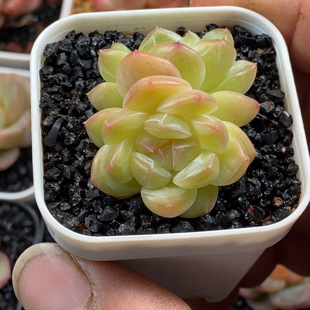 天官赐福百无禁忌