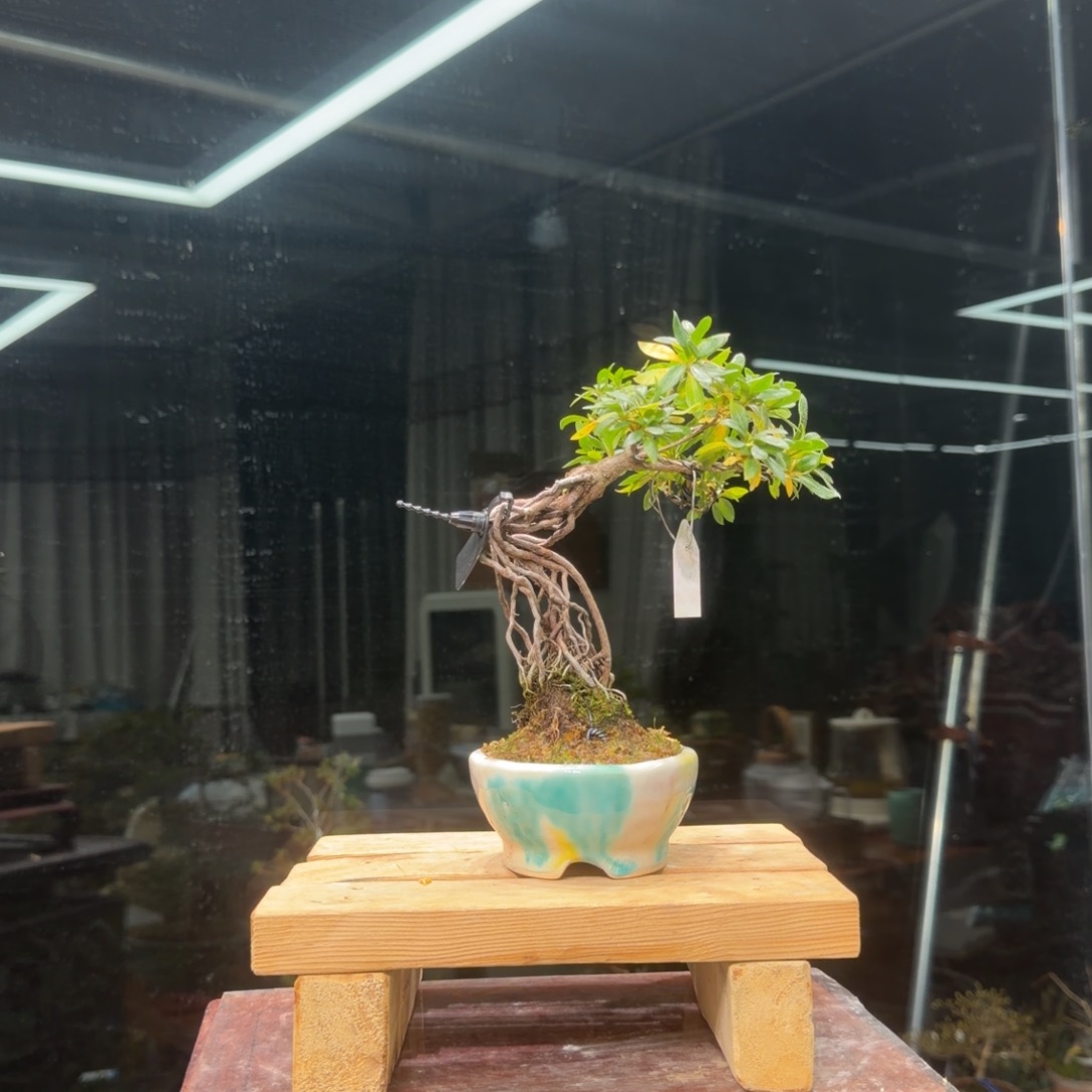 钱****无花朵花卉苗木花卉7262