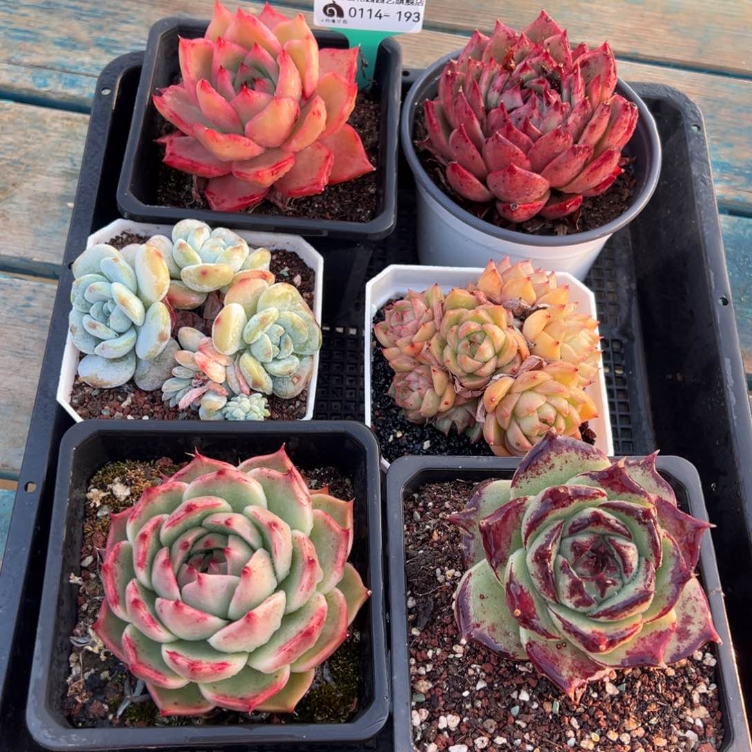 从前慢多肉精选编号0114.193