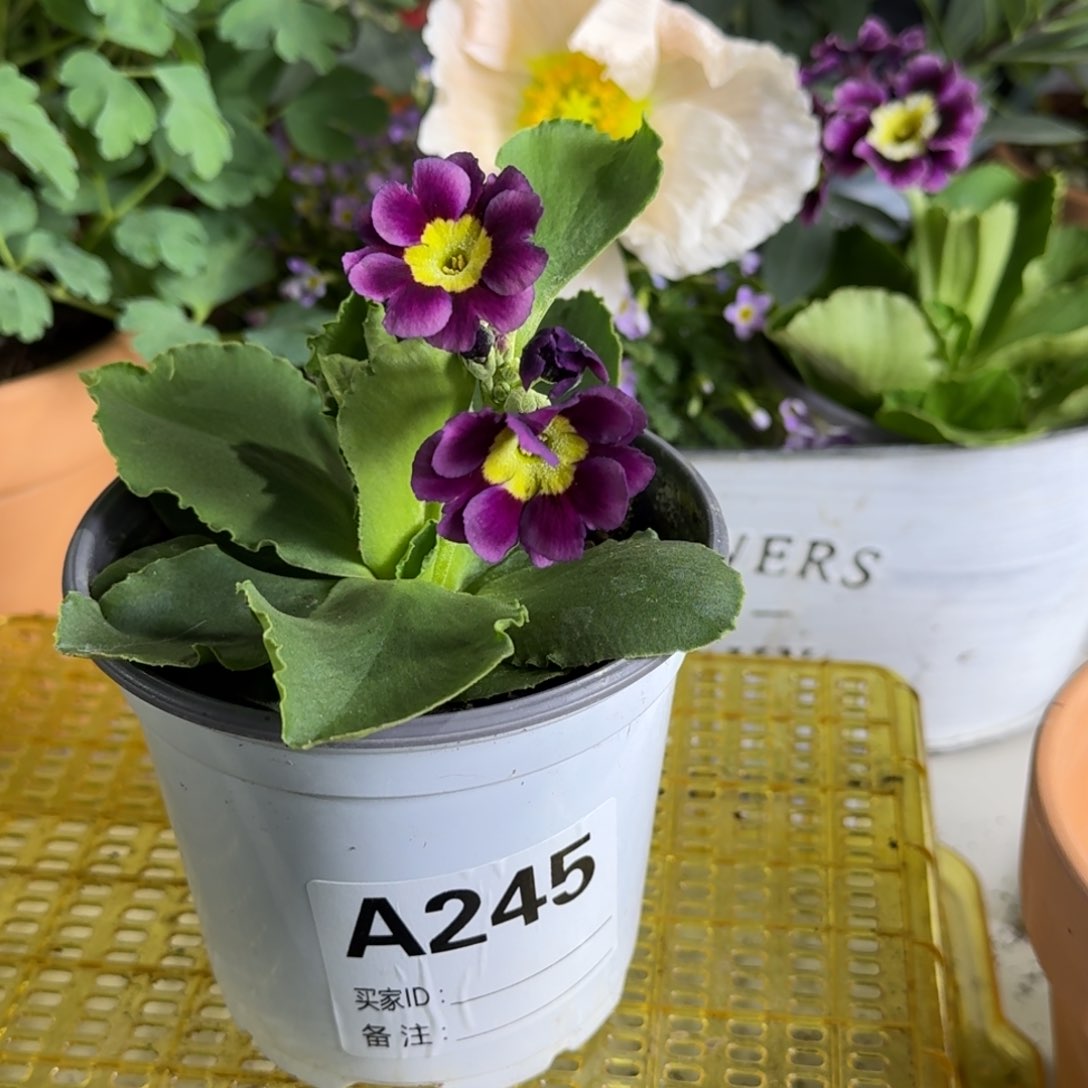 一物一拍    耳叶A245