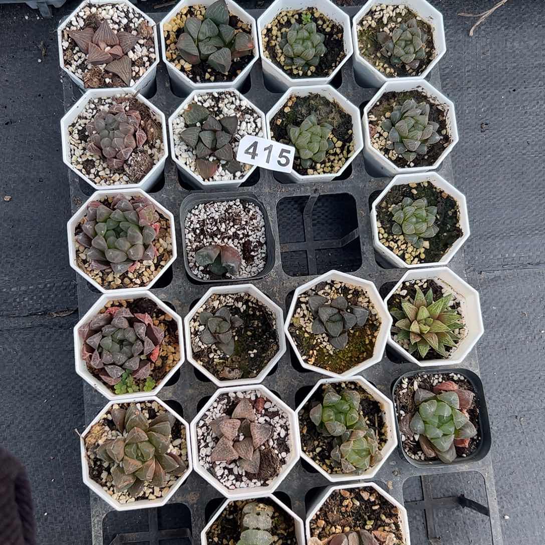 脱土发货十二卷多肉植物满