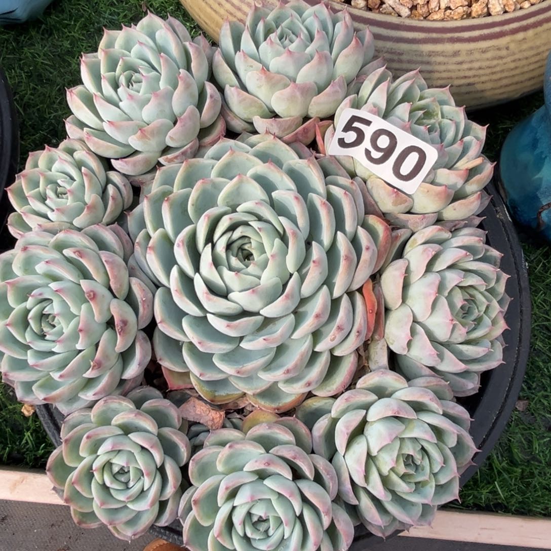 水晶多肉植物590