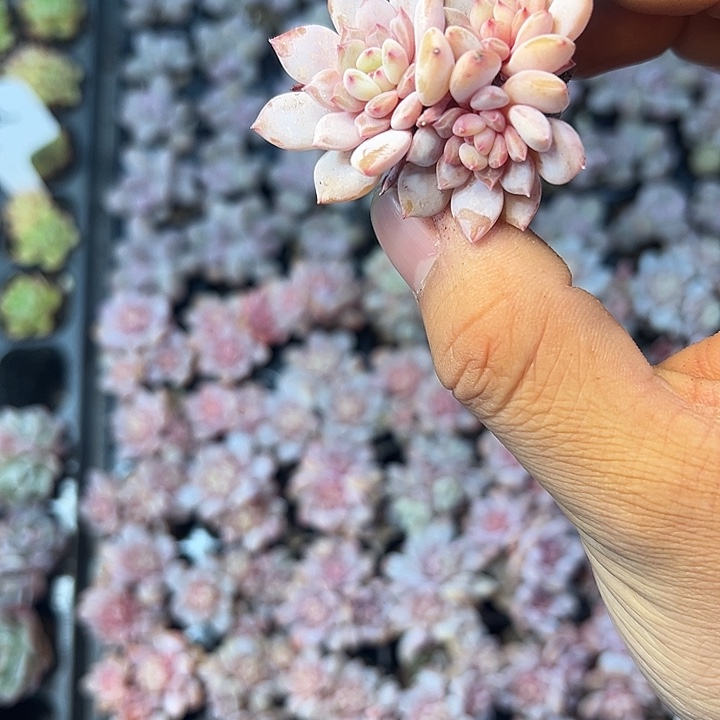 星星橙群 满10颗包邮