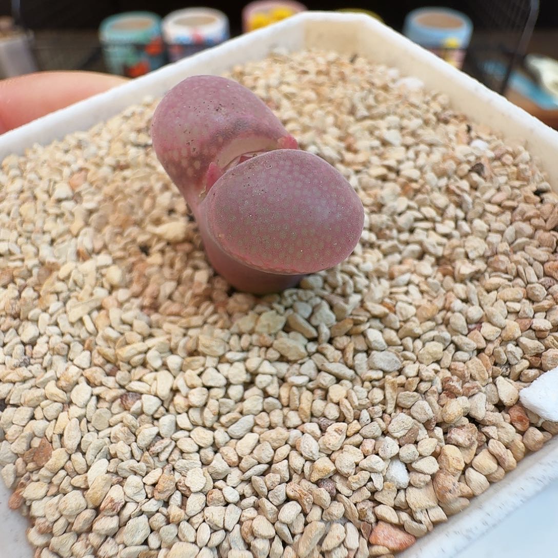 多肉植物福利风铃205