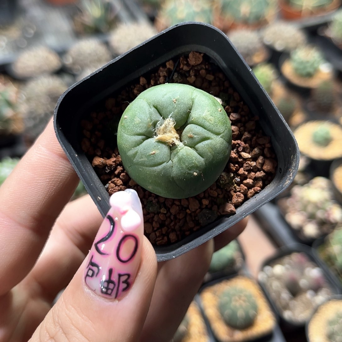 24716一物一拍单头