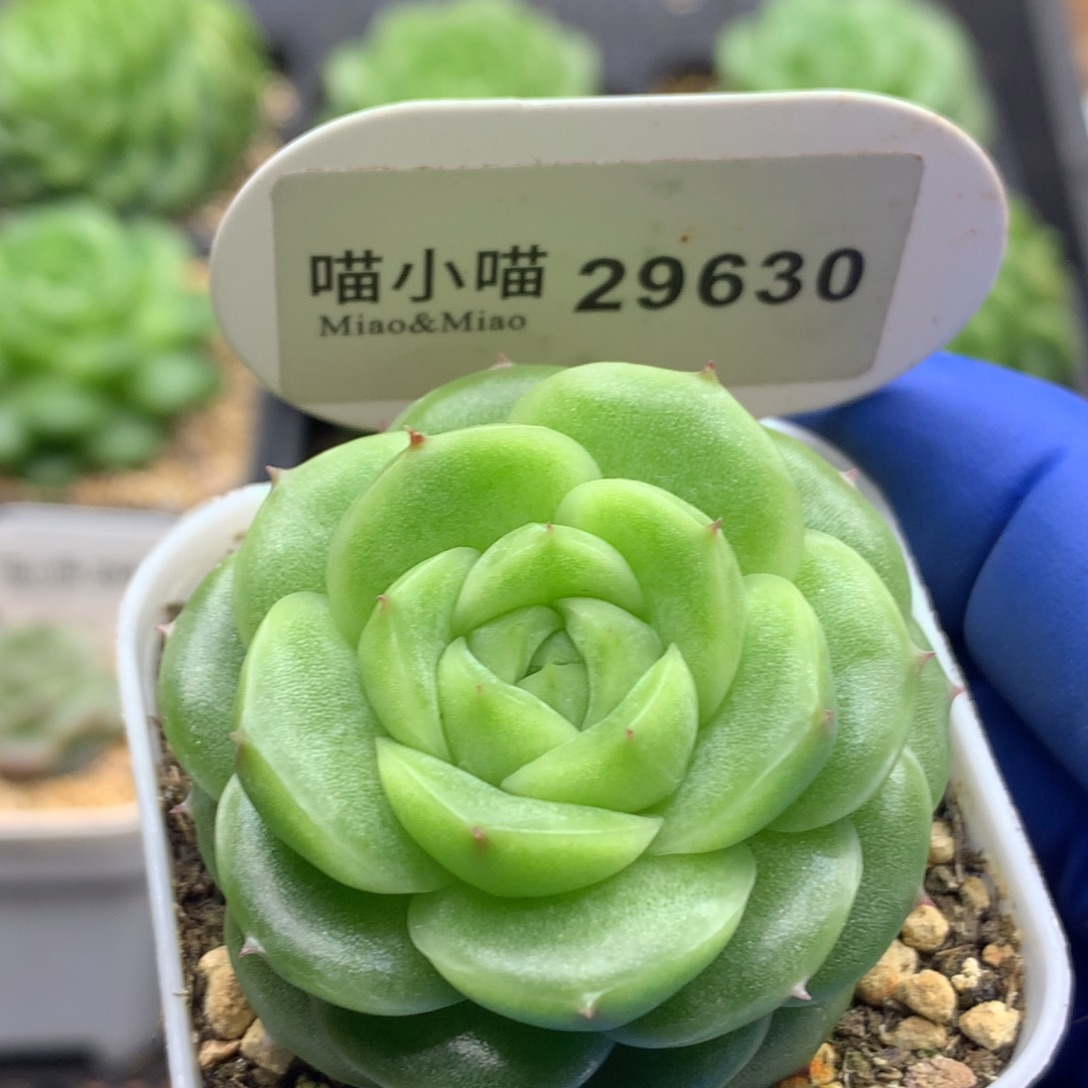 多肉植物杂交珍妮