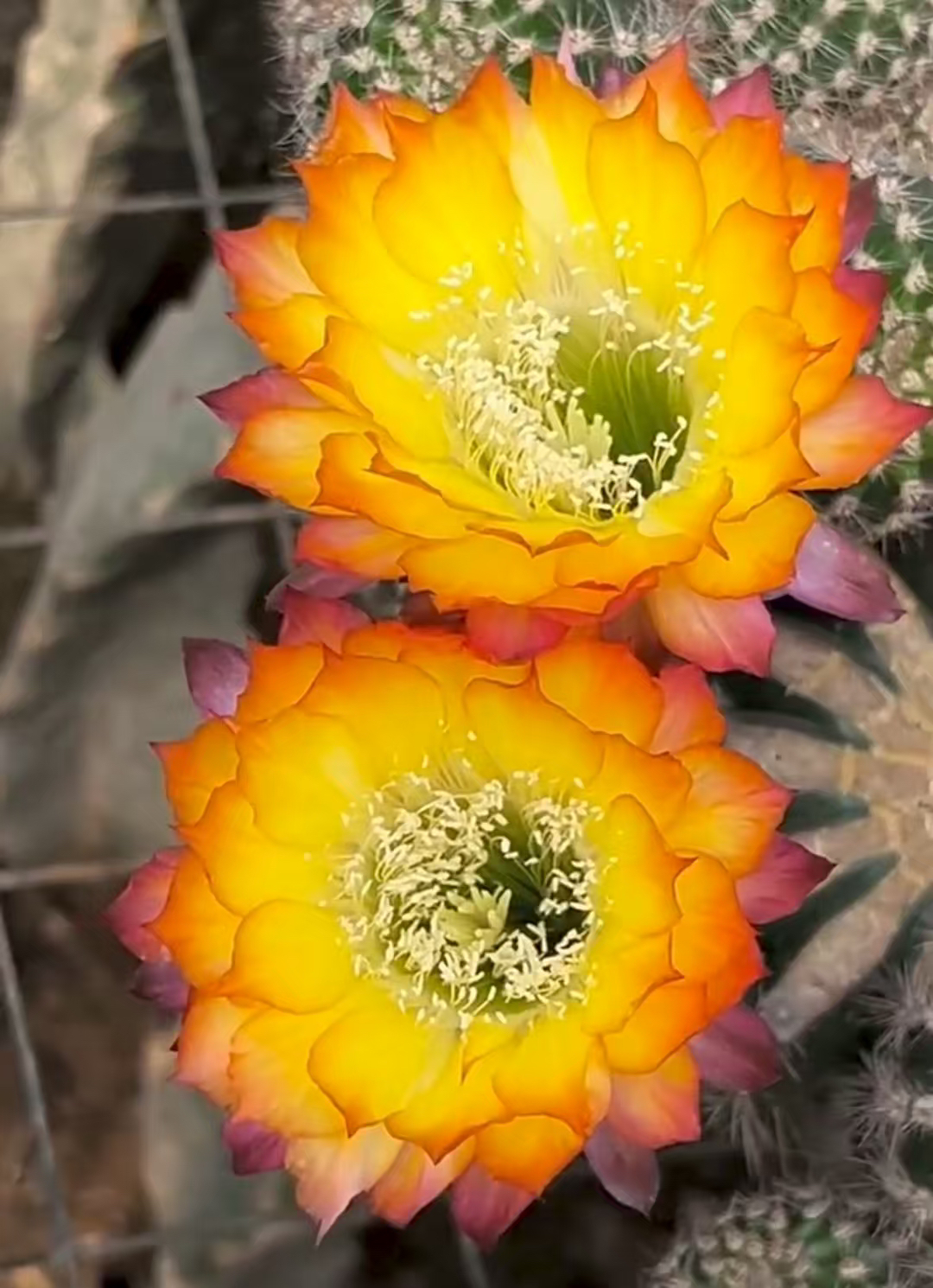 彩，23一41仙人球，侧芽，环境不同花色颜色深浅不同属正常介意勿拍