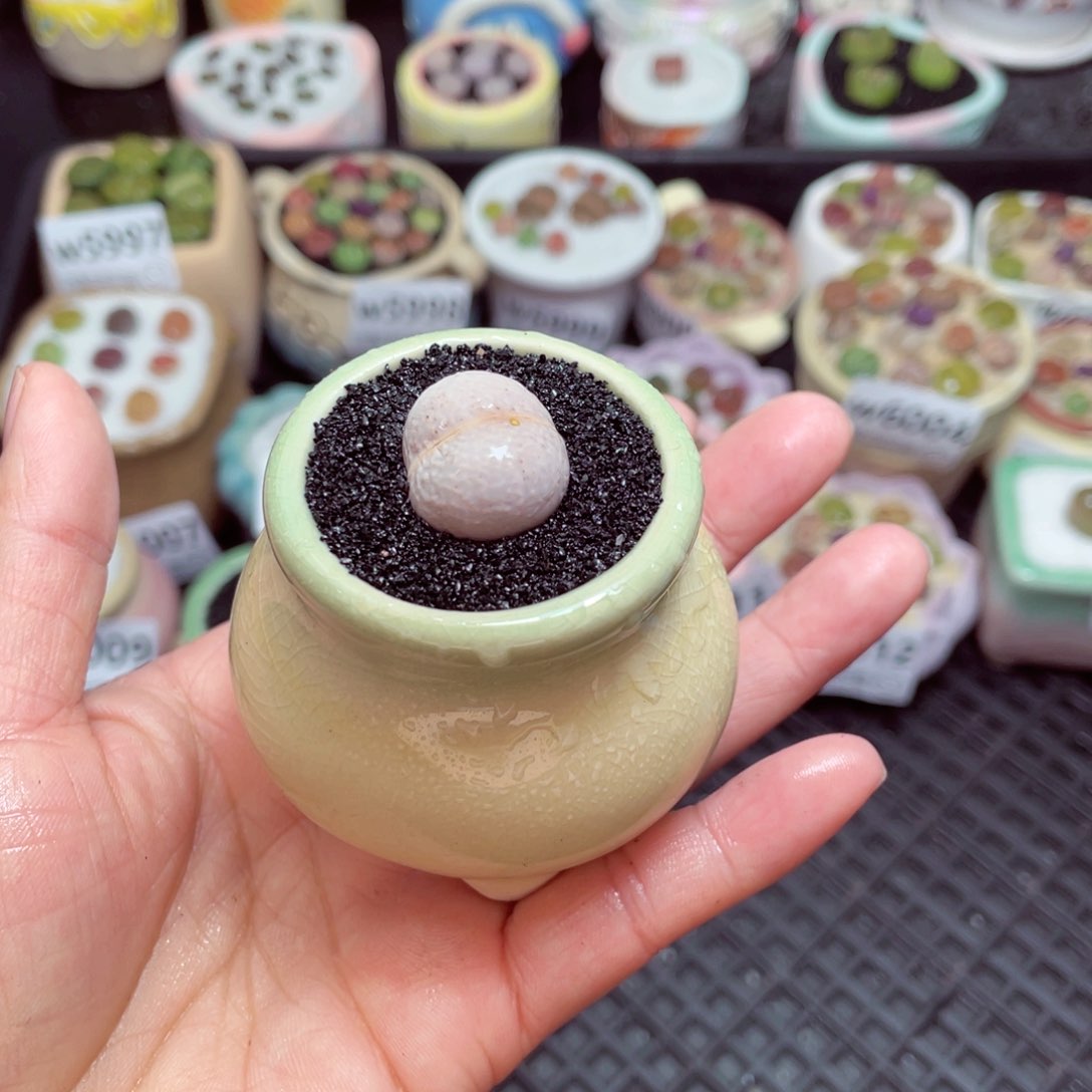 w6014 -零下地区拍保温箱-15支持寄养