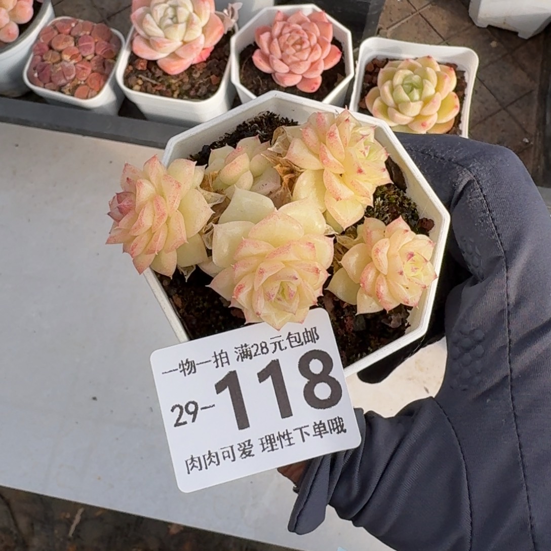 白天鹅无盆土发货无盆