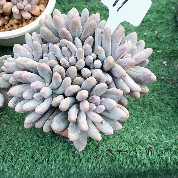 柠***萌汤圆11号码牌子的话题了