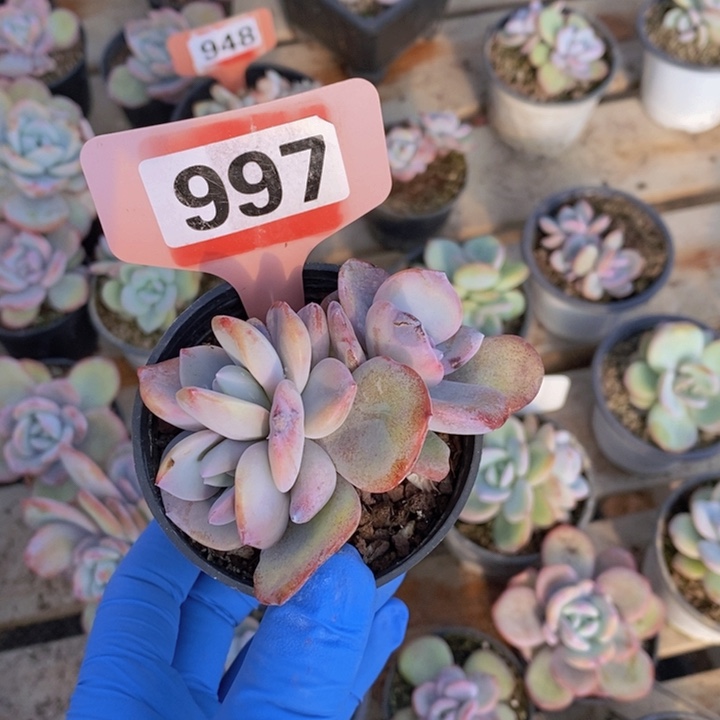 用***1997奶茶一颗111111