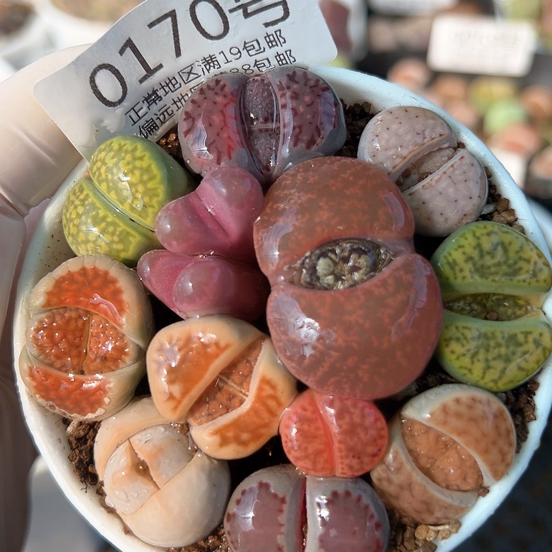 好养易活生石花大母本0170