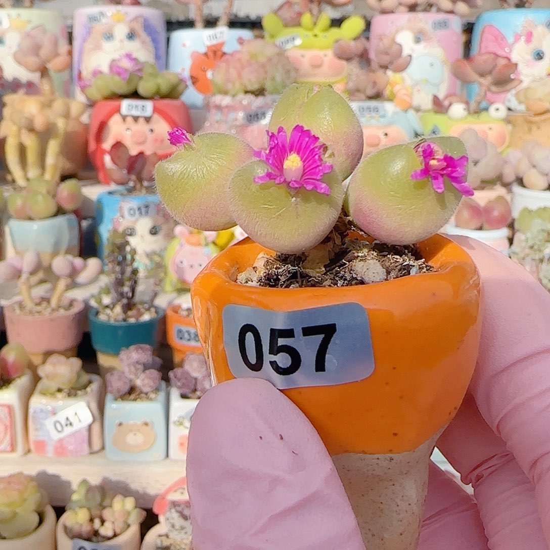 造型开花毛翠 盆口3cm