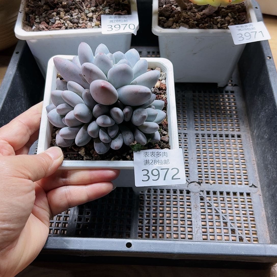 9号我们的确是一3972