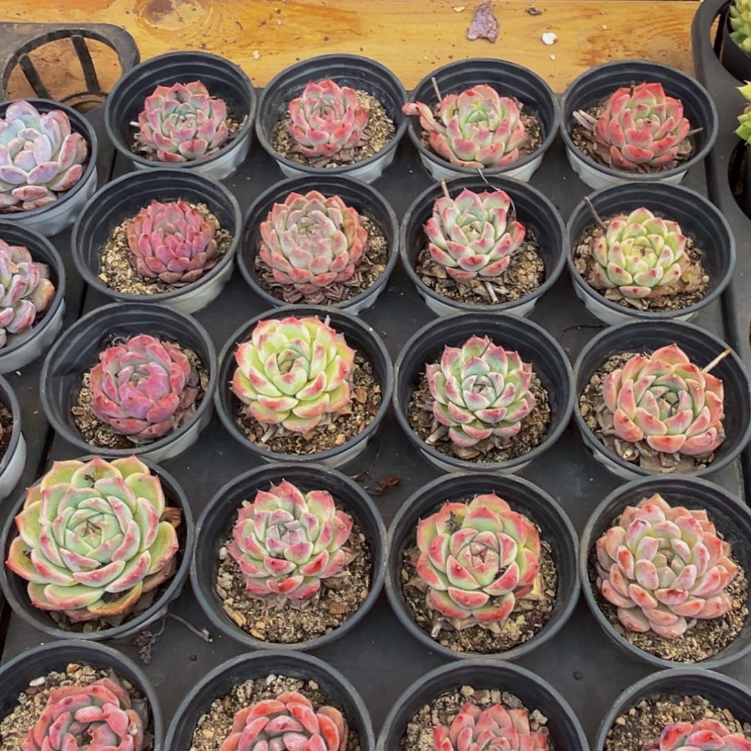 761多肉植物和植物在这里