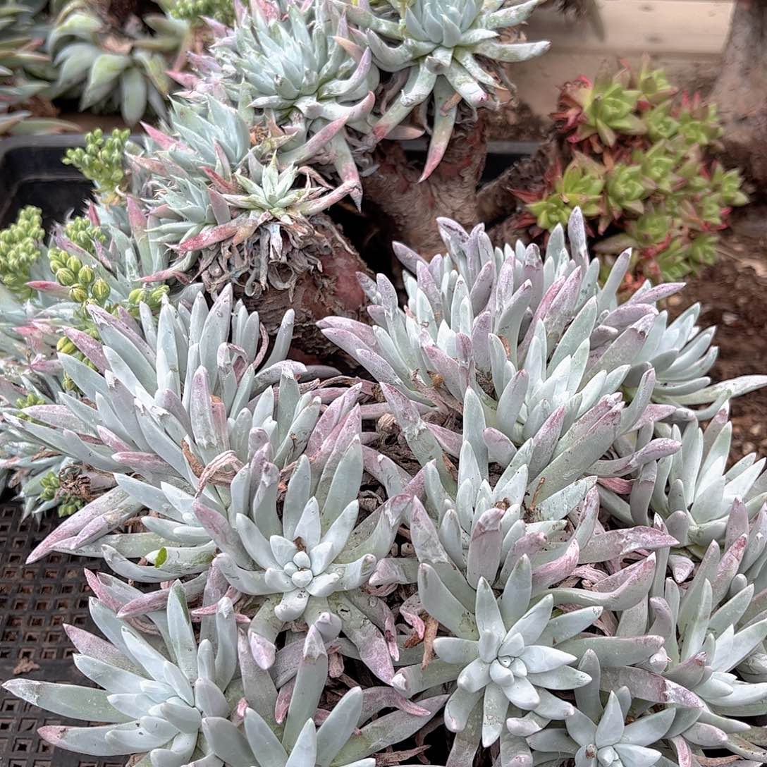 1405狂拍仙女杯多肉