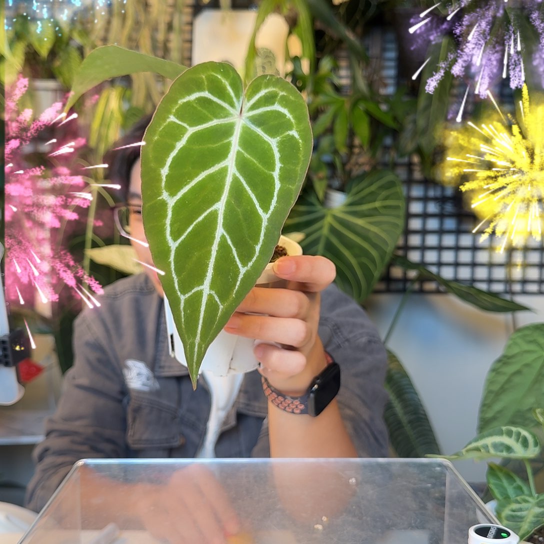 完全开放V54粉脉杂细脉