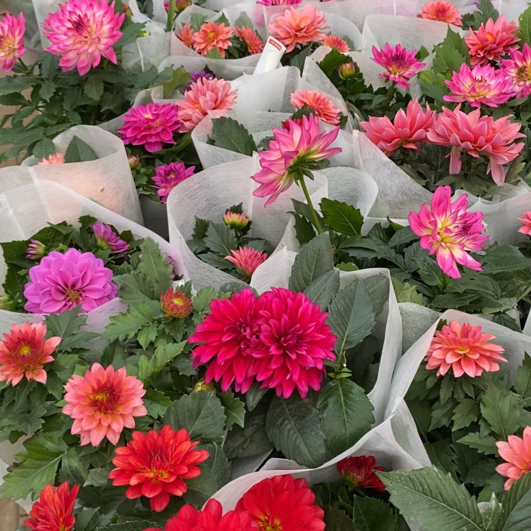 大部分开放少量花苞便宜单薄小丽