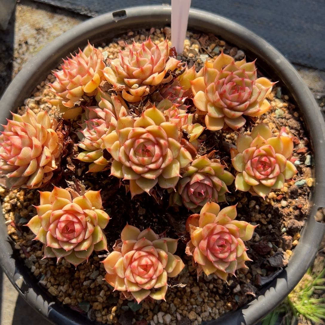 福***108号苯巴蒂斯多肉植物20