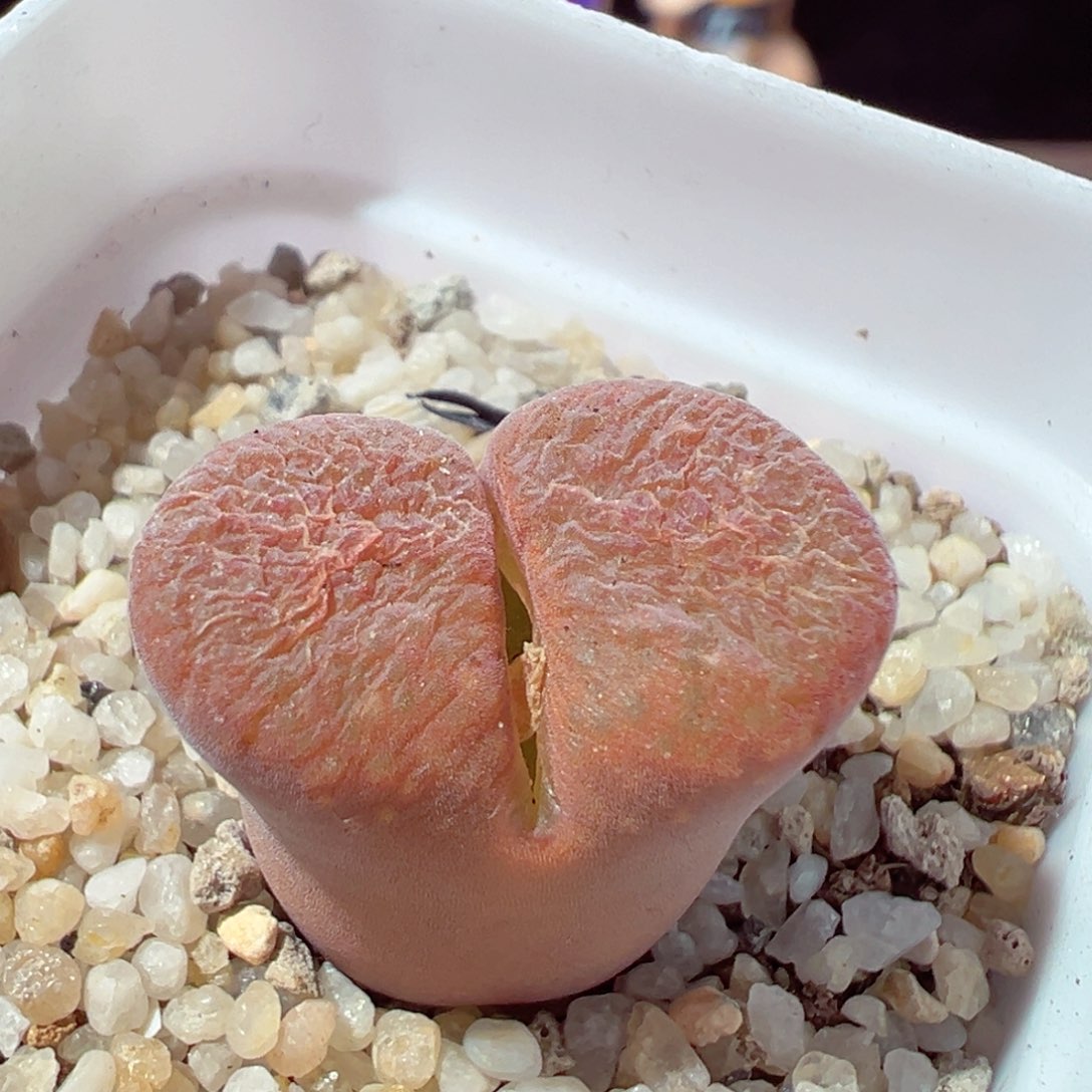 216-140多肉蛋糕风铃